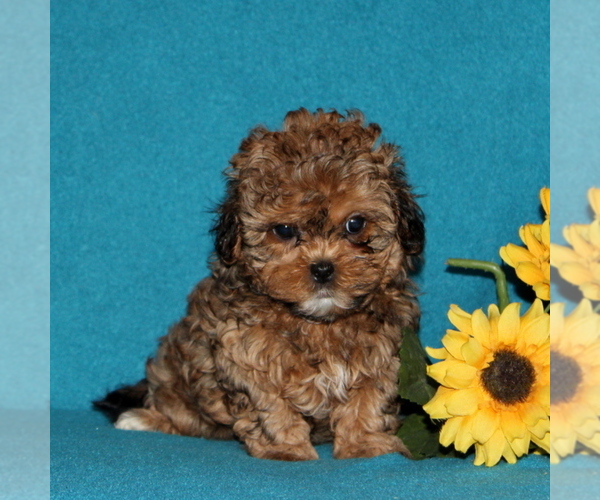 Medium Photo #1 Shih-Poo Puppy For Sale in QUARRYVILLE, PA, USA