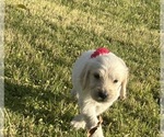 Small #7 Goldendoodle