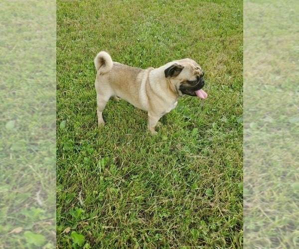 Medium Photo #1 Pug Puppy For Sale in EDGAR, WI, USA