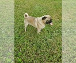 Small Photo #1 Pug Puppy For Sale in EDGAR, WI, USA
