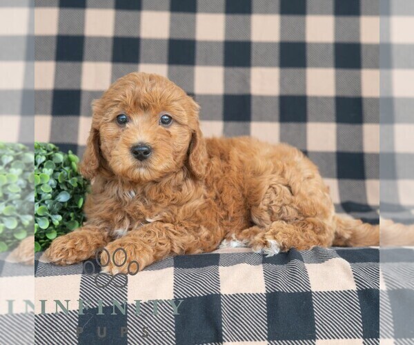 Medium Photo #3 Goldendoodle (Miniature) Puppy For Sale in DORNSIFE, PA, USA