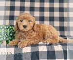 Small #2 Goldendoodle (Miniature)