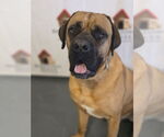 Small #1 Bullmastiff