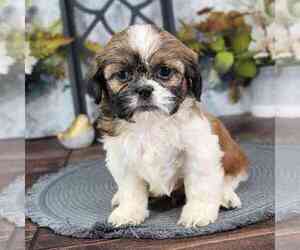 Medium Shih Tzu