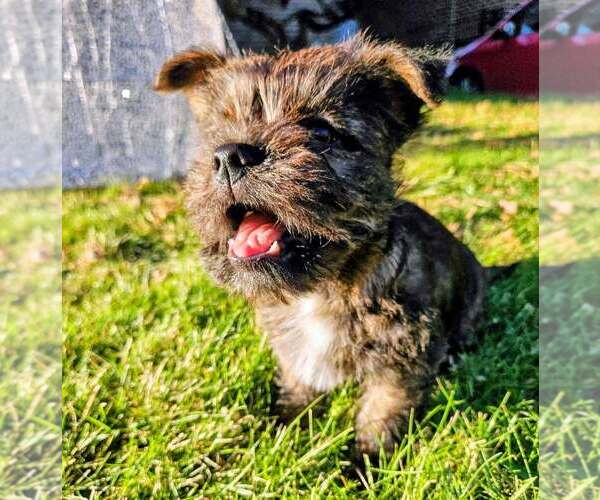 Medium Photo #3 Cairn Terrier-Unknown Mix Puppy For Sale in Springdale, PA, USA