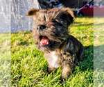 Small #2 Cairn Terrier Mix
