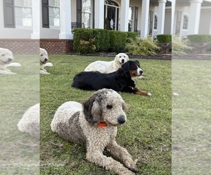 Mother of the Bernedoodle puppies born on 03/26/2026