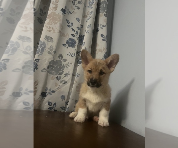 Medium Photo #20 Pembroke Welsh Corgi Puppy For Sale in DURHAM, CT, USA