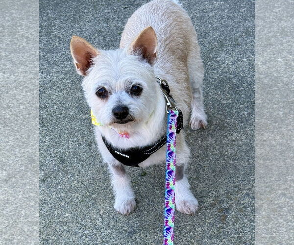 Medium Photo #4 Chihuahua-Unknown Mix Puppy For Sale in Mission Viejo, CA, USA