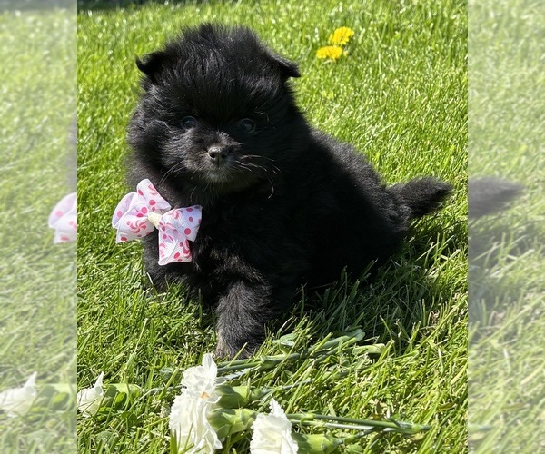 Medium Photo #5 Pomeranian Puppy For Sale in ROCK STREAM, NY, USA