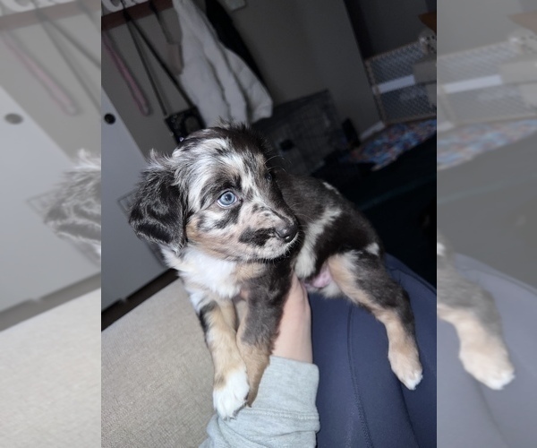 Medium Photo #2 Miniature Australian Shepherd Puppy For Sale in COLUMBUS, OH, USA