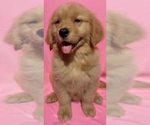 Golden Retriever Puppy for sale in SANTA ANA, CA, USA