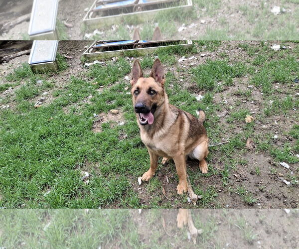 Medium Photo #6 German Shepherd Dog Puppy For Sale in Sebec, ME, USA