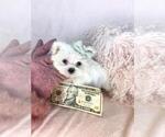Small #5 Maltese