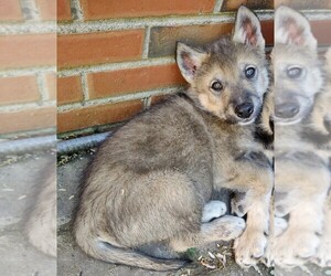 Wolf Hybrid Puppy for sale in GILKEY, NC, USA