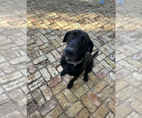 Medium Photo #7 Great Dane-Labrador Retriever Mix Puppy For Sale in Bullard, TX, USA