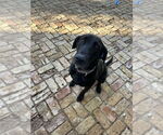 Small #6 Great Dane-Labrador Retriever Mix
