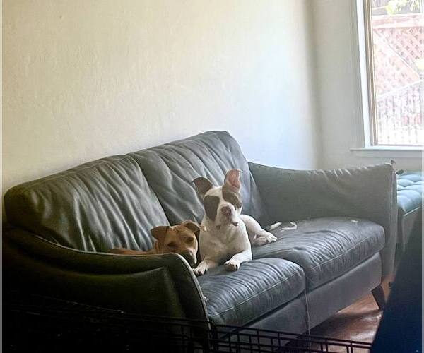 Medium Photo #6 American Bulldog-Unknown Mix Puppy For Sale in San Jose, CA, USA