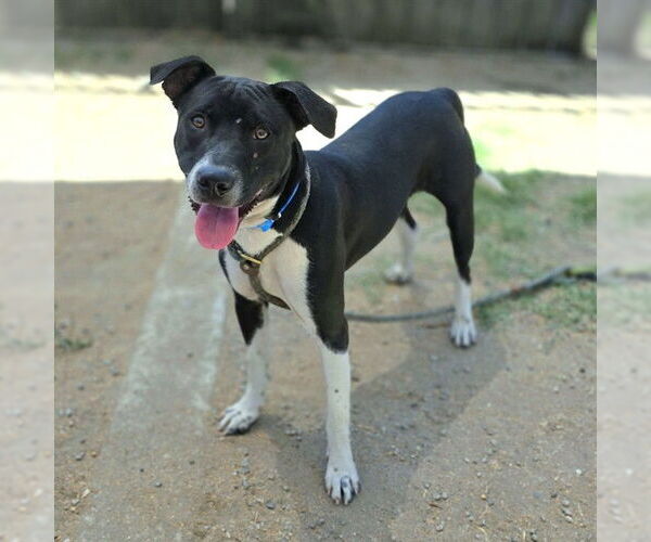 Medium Photo #1 American Pit Bull Terrier-Labrador Retriever Mix Puppy For Sale in Long Beach, CA, USA