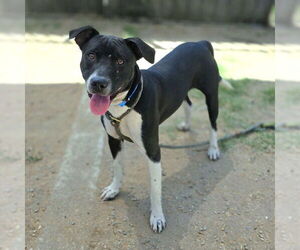 American Pit Bull Terrier-Labrador Retriever Mix Dogs for adoption in Long Beach, CA, USA