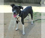 Small American Pit Bull Terrier-Labrador Retriever Mix