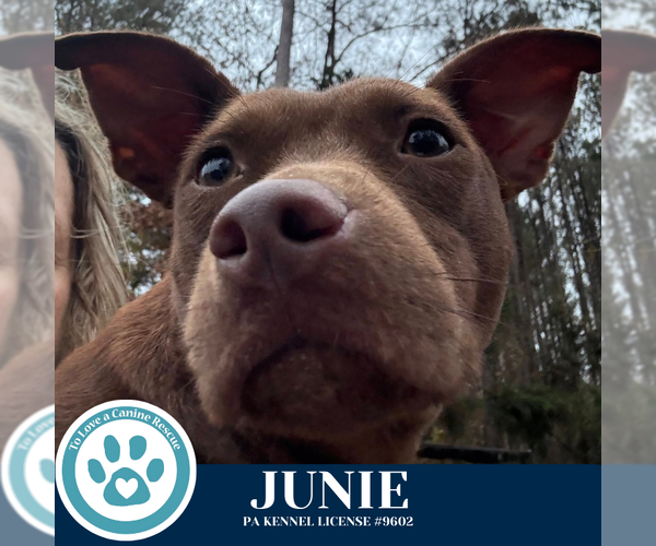 Medium Photo #1 Labrador Retriever-Unknown Mix Puppy For Sale in Kimberton, PA, USA