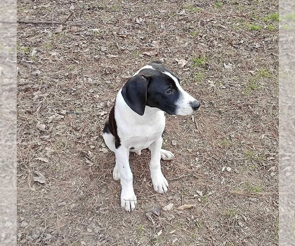 Medium Photo #4 Mutt Puppy For Sale in Boston, MA, USA