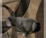 Small #4 French Bulldog