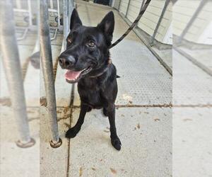 German Shepherd Dog-Unknown Mix Dogs for adoption in Texas City, TX, USA