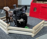 Puppy Dawn Faux Frenchbo Bulldog