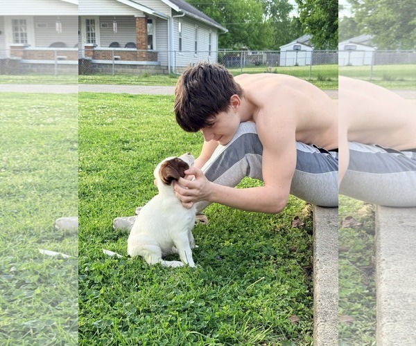 Medium Photo #3 Aussiedor Puppy For Sale in Columbus, IN, USA