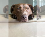 Small #11 Labrador Retriever Mix