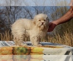 Small #19 ShihPoo