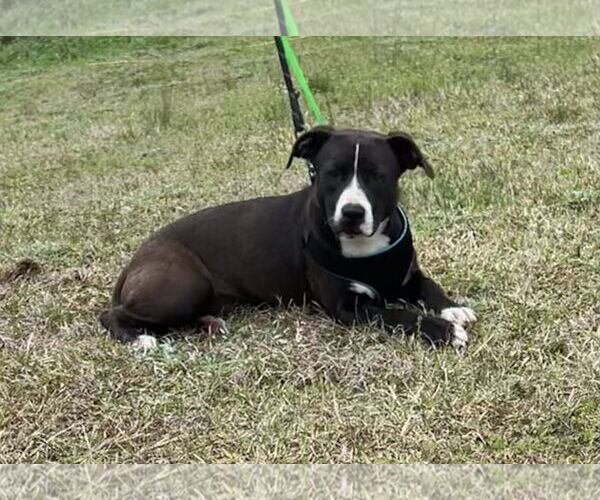 Medium Photo #3 Labrador Retriever-Unknown Mix Puppy For Sale in Tarrytown, GA, USA