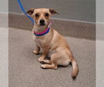 Small Chihuahua Mix