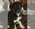 Small Photo #2 Collie-Labrador Retriever Mix Puppy For Sale in SHERBURNE, NY, USA