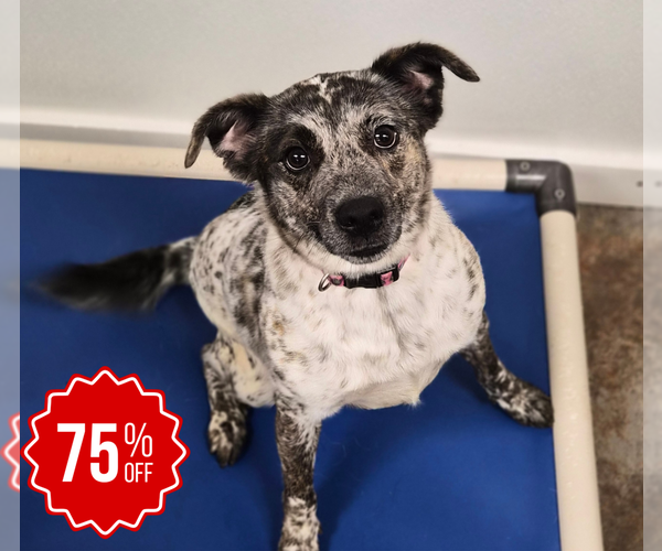 Medium Photo #11 Mutt Puppy For Sale in Bolivar, MO, USA