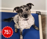 Small #10 Mutt