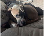 Small Photo #6 Boxer-Unknown Mix Puppy For Sale in Princeton, MN, USA