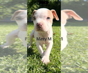 Mutt Dogs for adoption in Studio City, CA, USA