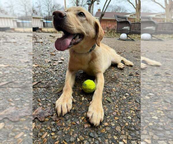 Medium Photo #1 Labrador Retriever-Unknown Mix Puppy For Sale in Boston, MA, USA