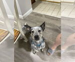 Small #1 Mutt