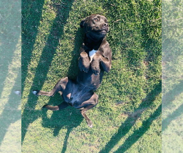 Medium Photo #4 Mastador Puppy For Sale in McKinney, TX, USA