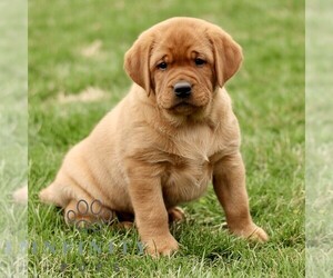 Labrador Retriever Puppy for sale in RONKS, PA, USA