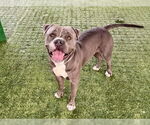 Small #1 American Pit Bull Terrier