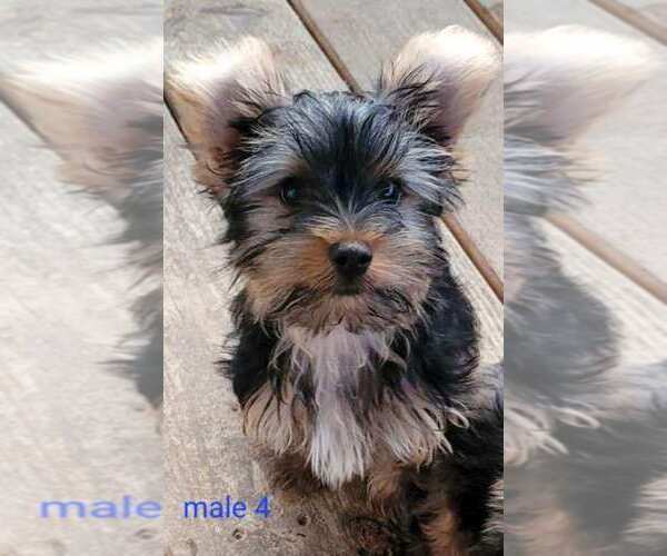 Medium Photo #11 Yorkshire Terrier Puppy For Sale in CONKLIN, NY, USA