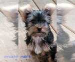 Small #10 Yorkshire Terrier