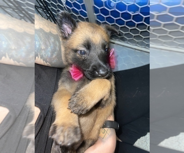 Medium Photo #10 Belgian Malinois Puppy For Sale in REESEVILLE, WI, USA
