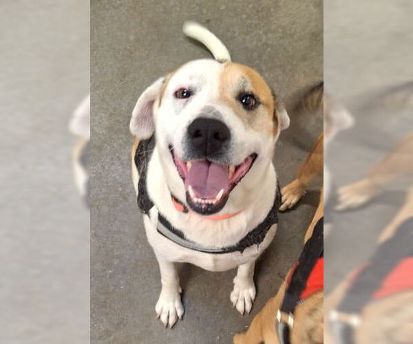 Medium Photo #4 Labrador Retriever-Unknown Mix Puppy For Sale in Mountain View, AR, USA
