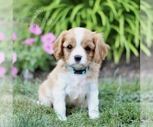 Cavalier King Charles Spaniel Puppy for sale in CHRISTIANA, PA, USA